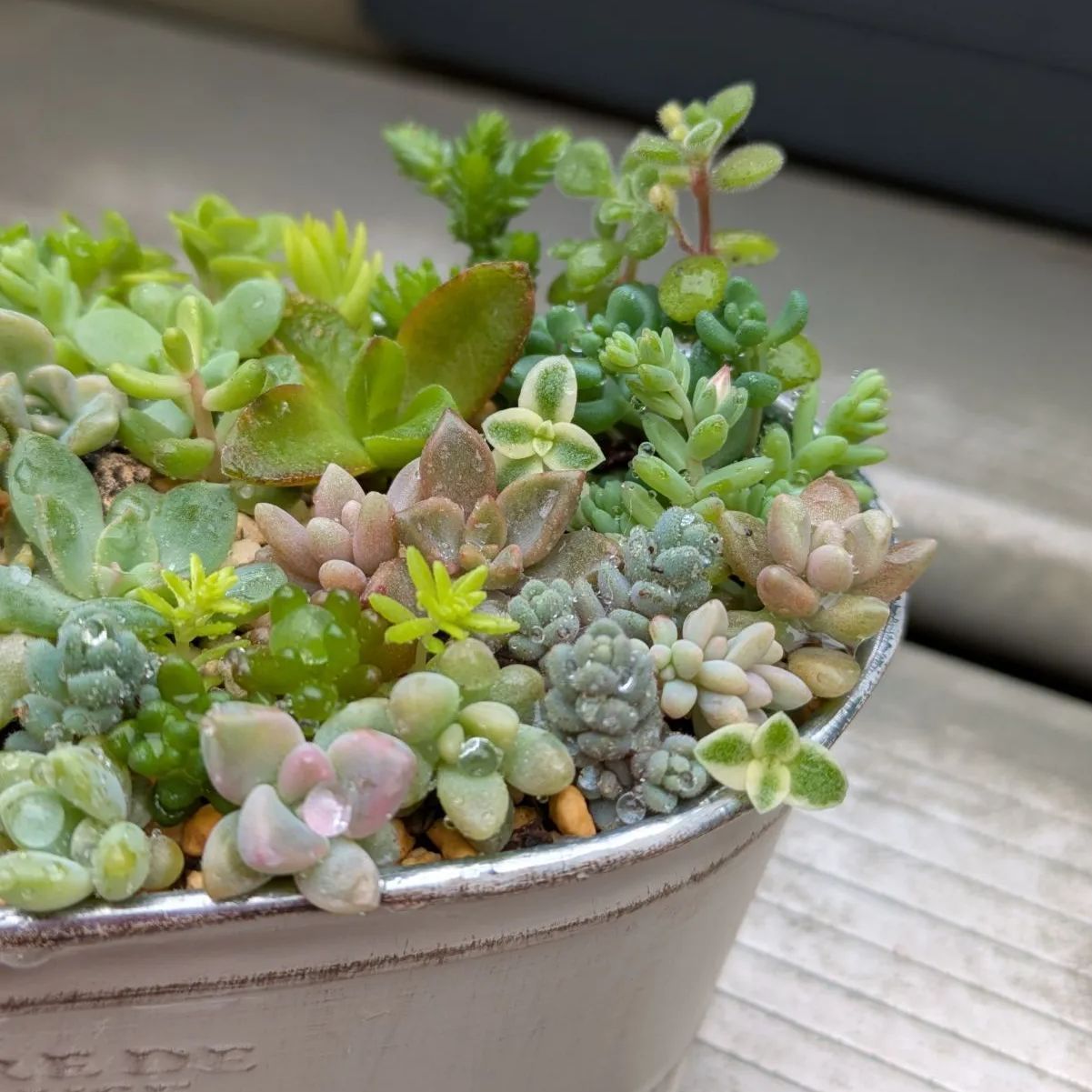 多肉植物カット苗Cセット☆寄せ植え 多肉植物 カット苗 春の寄せ植えセット ⑧ 母の日 - メルカリ