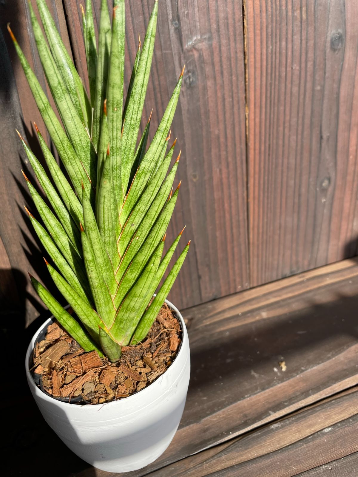 サンスベリア フランシシー Fodexpo Com Co