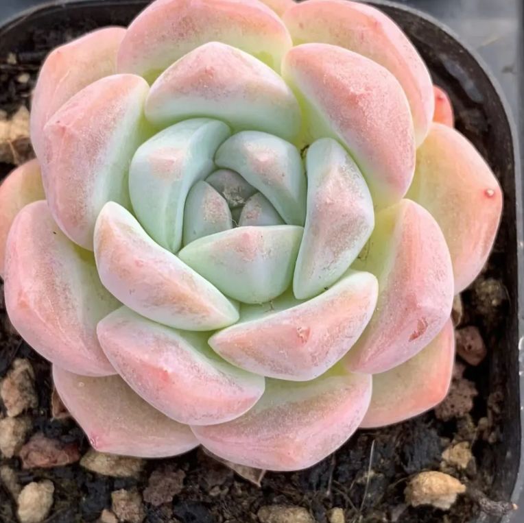 多肉植物　花月夜　抜き苗　エケベリア 花月夜 抜き苗 多肉植物 エケベリア - メルカリ