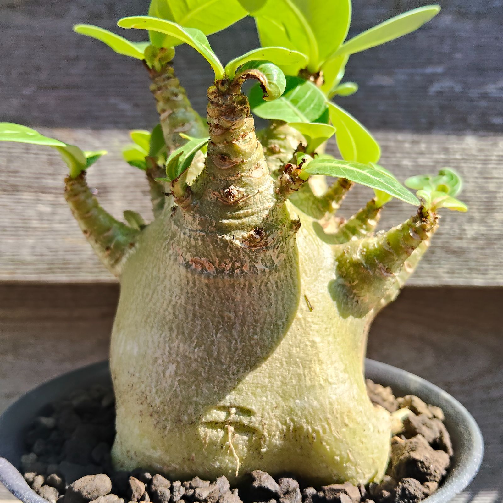 a39 アデニウム ドワーフ s1 塊根植物 コーデックス - メルカリ