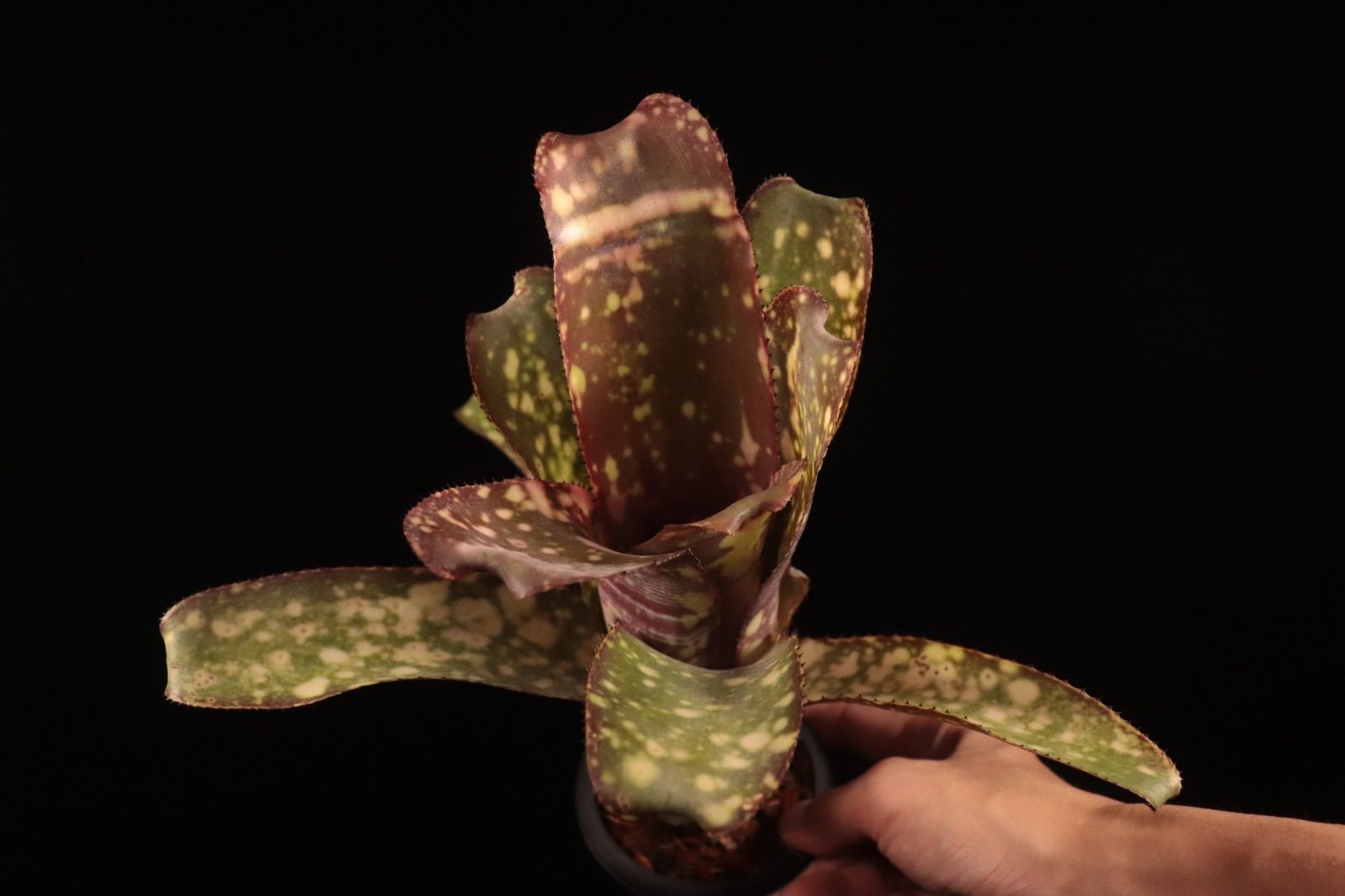 Billbergia 'Arribella'〔ビルベルギア〕現品発送B300 送料無料】Billbergia 'Arribella'〔ビルベルギア〕現品発送B300