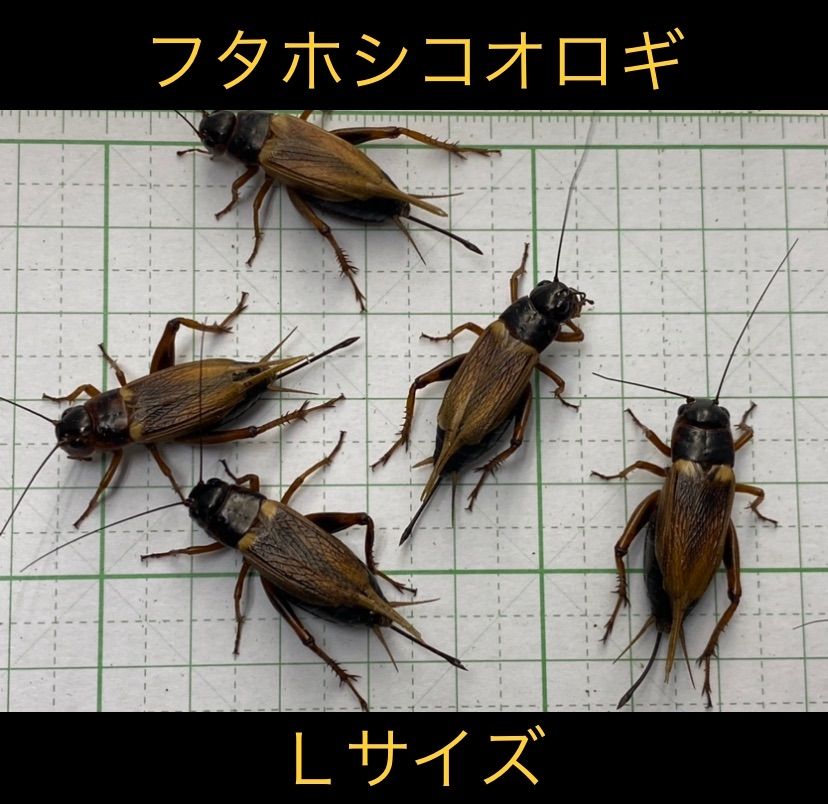 明日着く 発送早い