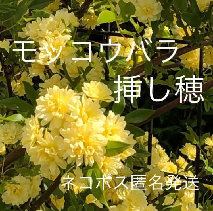 モッコウバラ木香薔薇】挿し穂セット 無農薬トゲなし黄色 - メルカリ