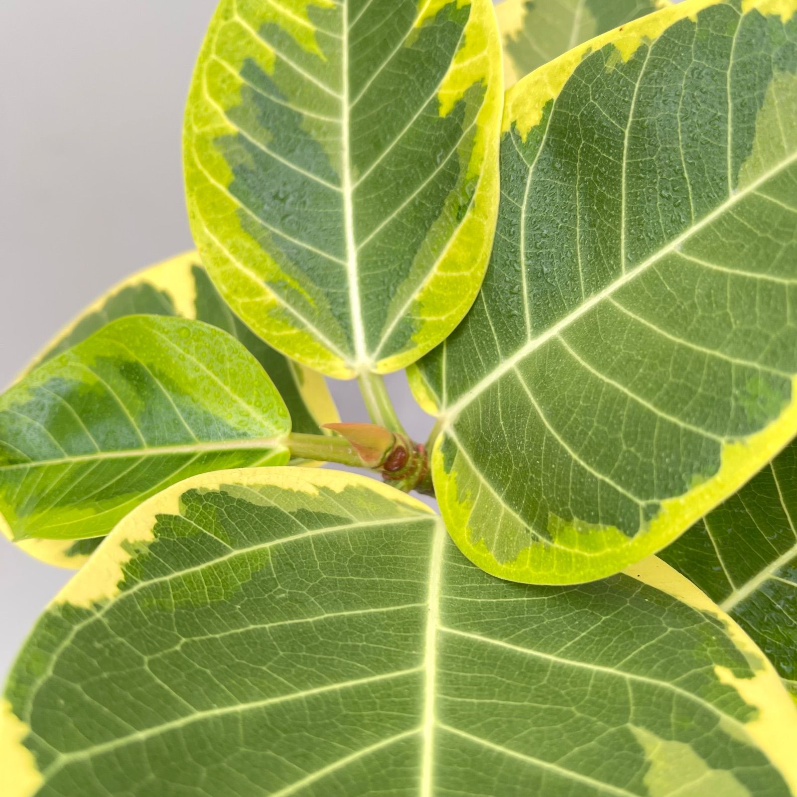 フィカス アルテシマ