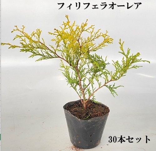 30本セット フィリフェラオー 樹高0.25m前後10.5cmポット
