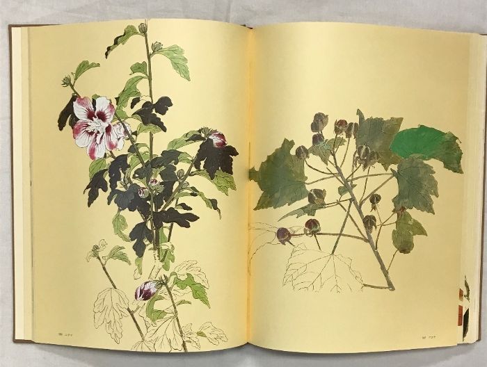 堅山南風素描 花 花を描く 堅山南風素描集｜青幻舎 SEIGENSHA Art Publishing, Inc.
