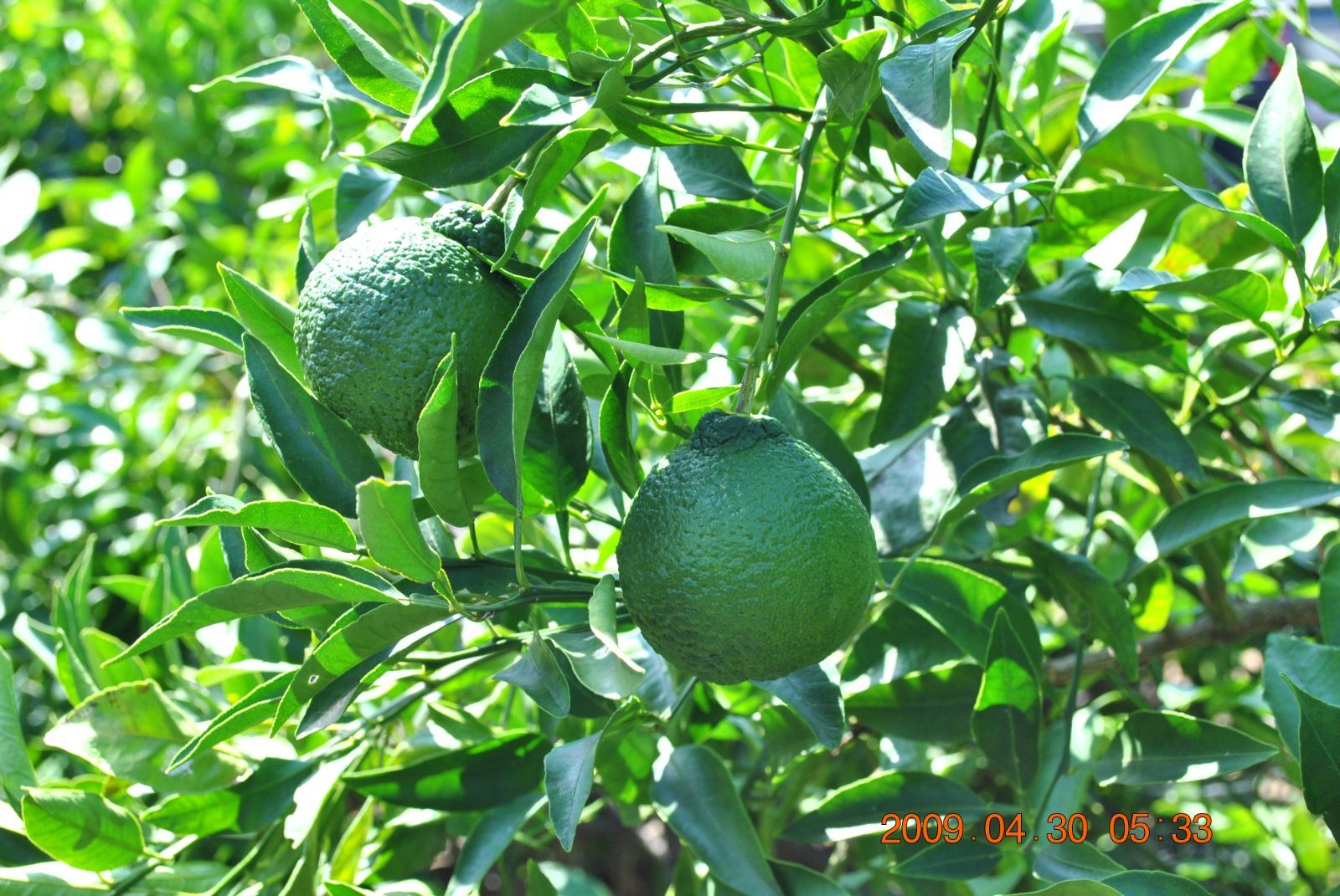  スターターキット ニコン Nikon D 3000 デジタル一眼レフカメラ セット 209 デジタル一眼レフ デジタルカメラ