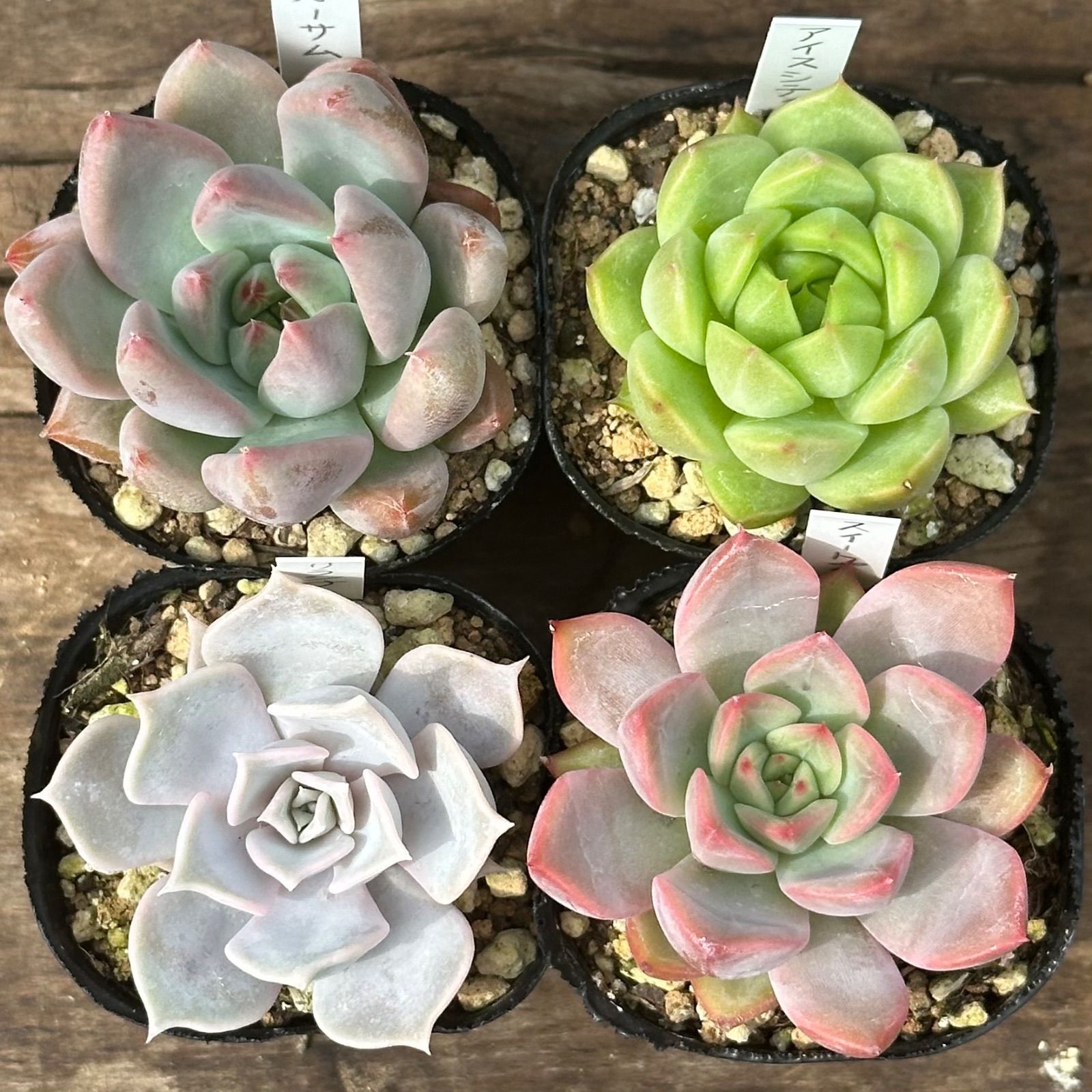 このか様♡専用ページ♡計4点♡多肉植物 8-3】多肉植物4点セット（現品限り） - メルカリ