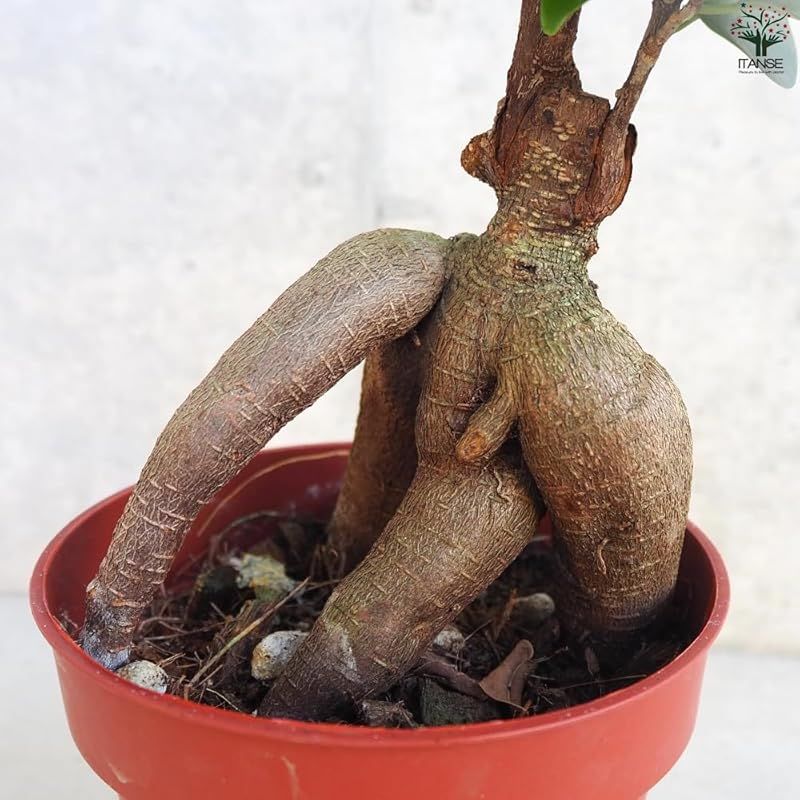 は通称名で 普通のガジュマルの根が育ったものを抜いて