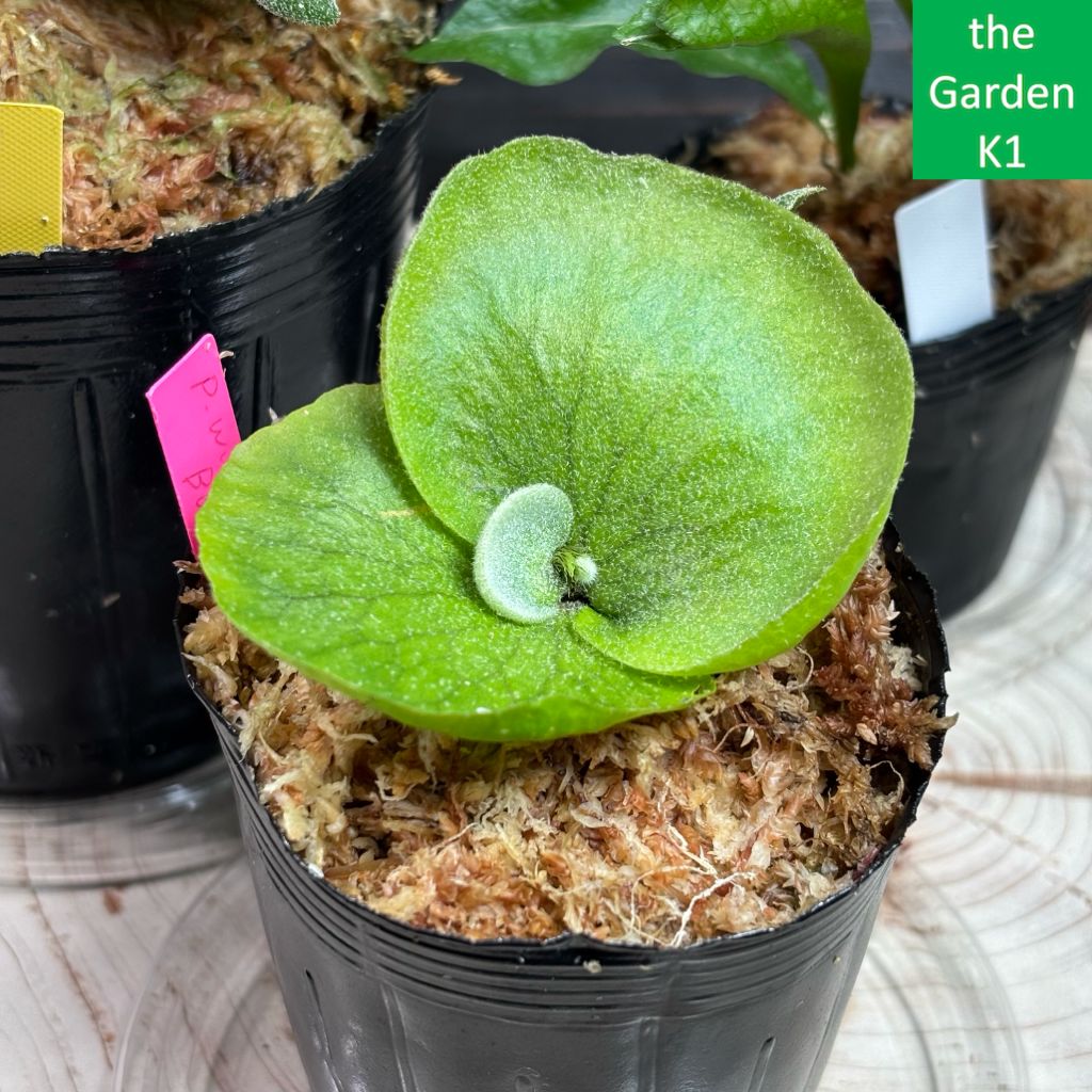 のり 2点 ビカクシダ P. ridleyi dwarf 'Silver' 分岐多くなってきました こちらの株