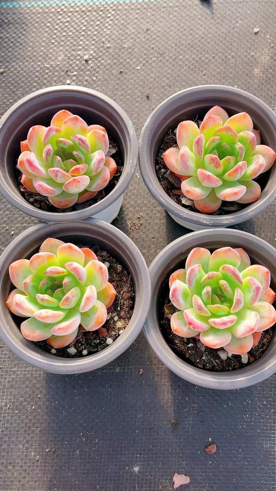新入荷 オールスター LL28×40鉢 抜き苗 多肉植物 アエオニウム