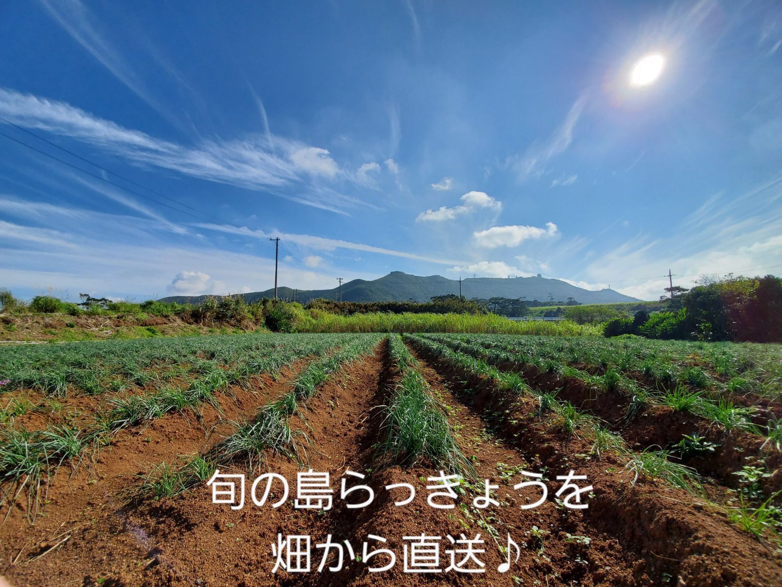 久米島産直　島らっきょう【お試し】300g