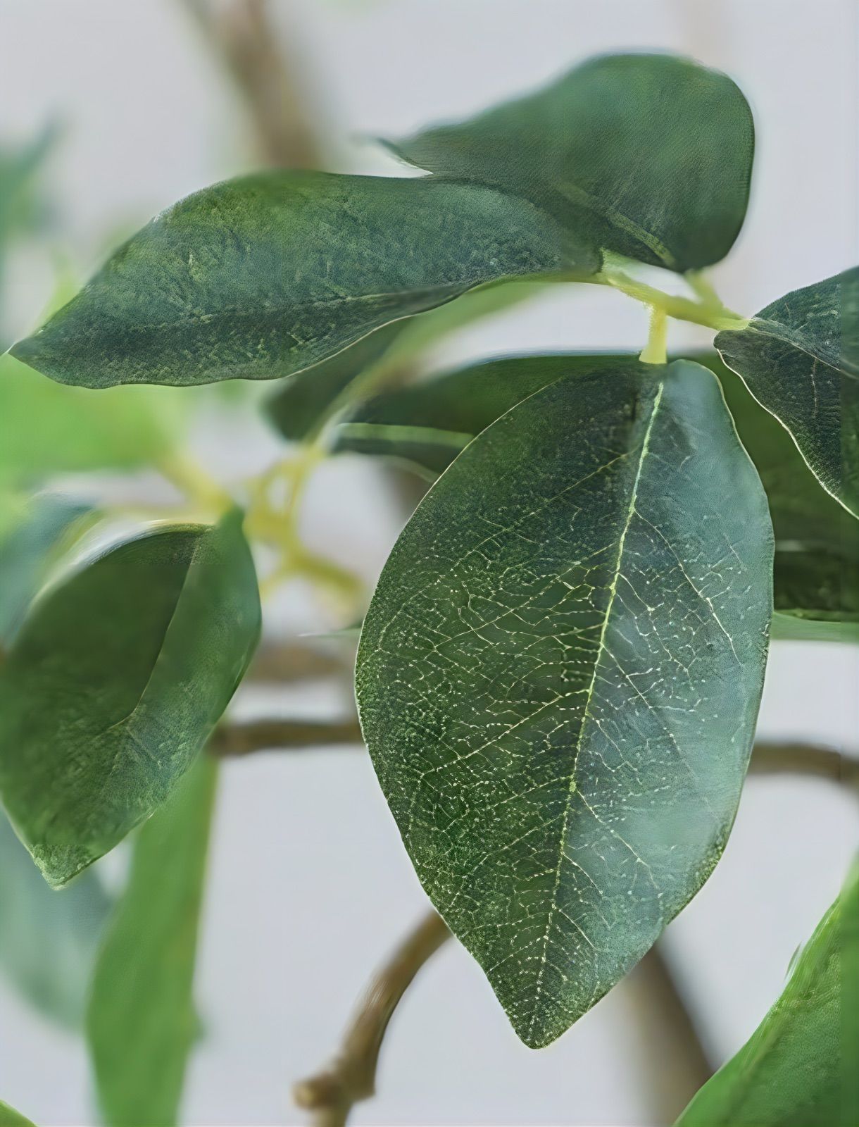 光触媒　人工観葉植物　ウォールグリーン　フェイクグリーン　ガジュマル120FST 光触媒 人工観葉植物 ウォールグリーン フェイクグリーン