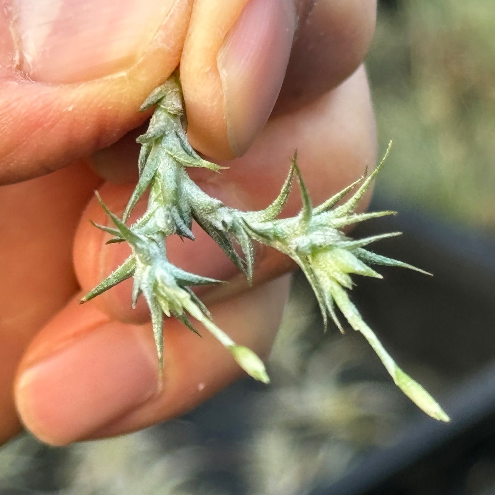 チランジア トリコレピス Tillandsia tricholepis＊エアプランツ