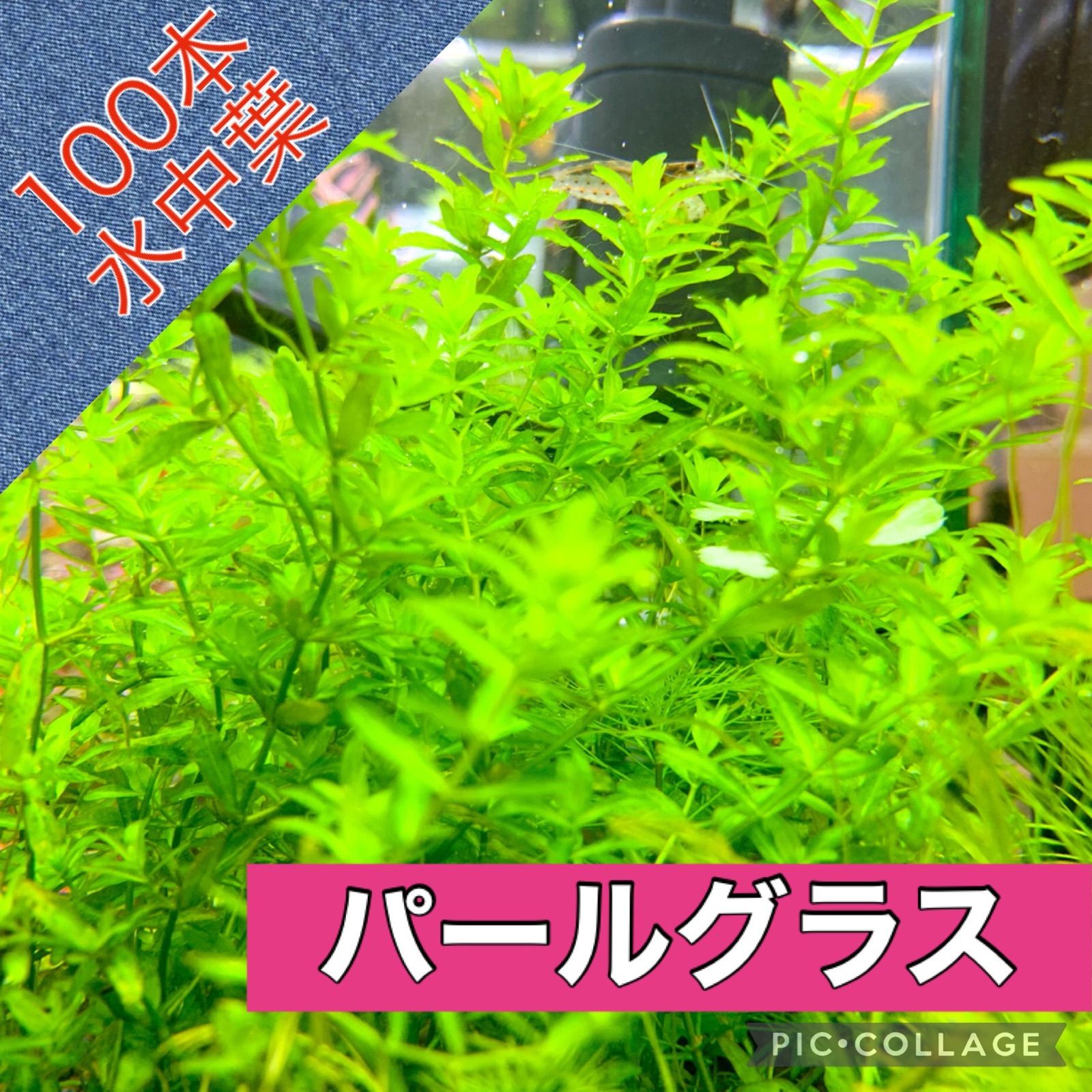 ☆ 無農薬 水中葉 パールグラス２０本トリミング 明るく育てやすい水草