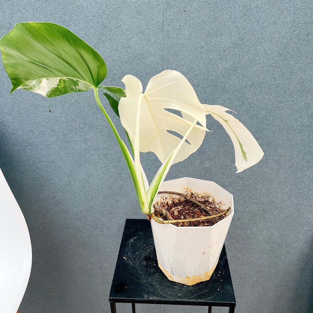 室内 ホワイトタイガー