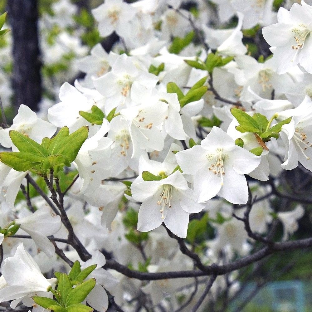 シロヤシオ （ ゴヨウツツジ ）12cmポット 1株 実生5～6年 苗木