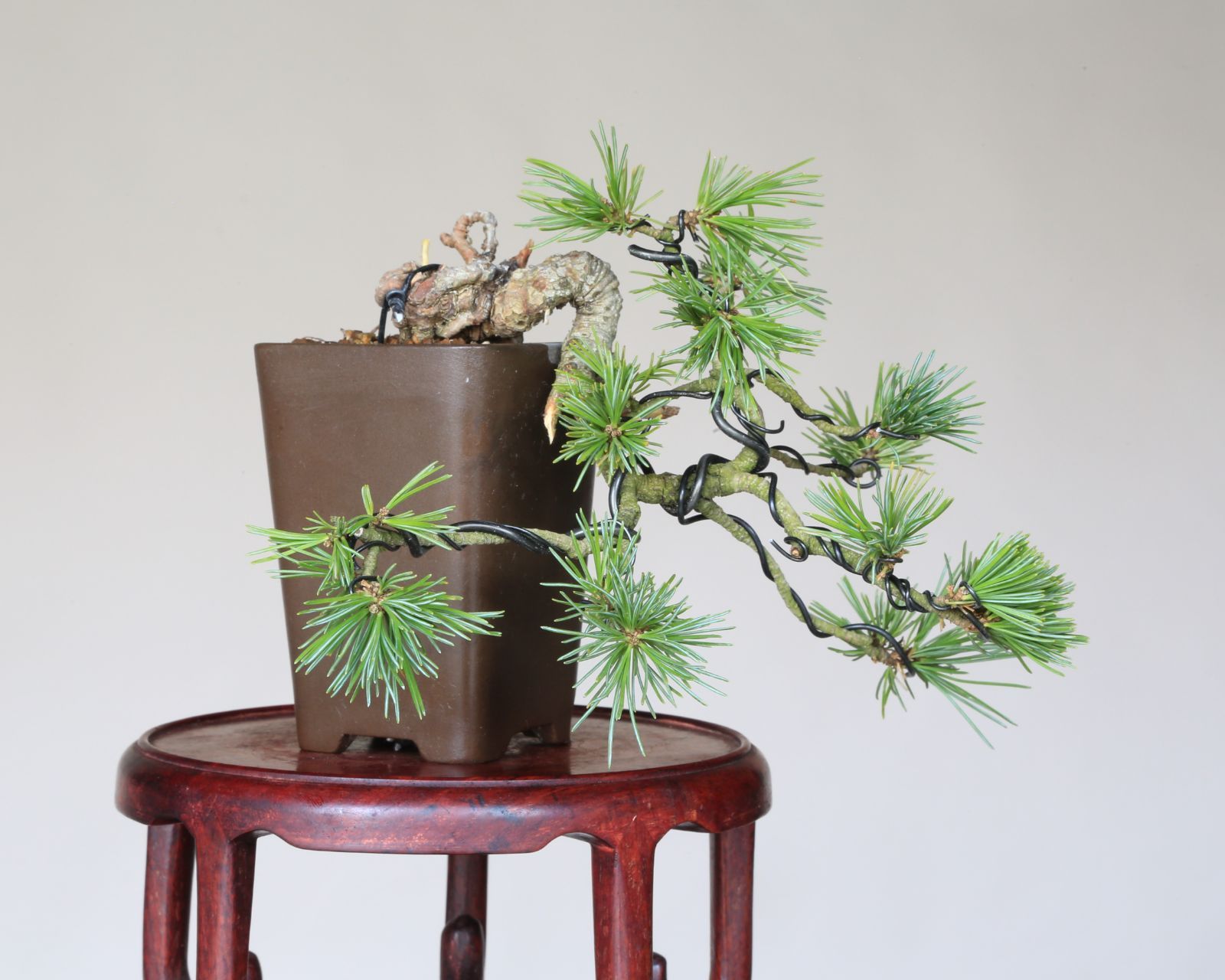 泰寿園 Online