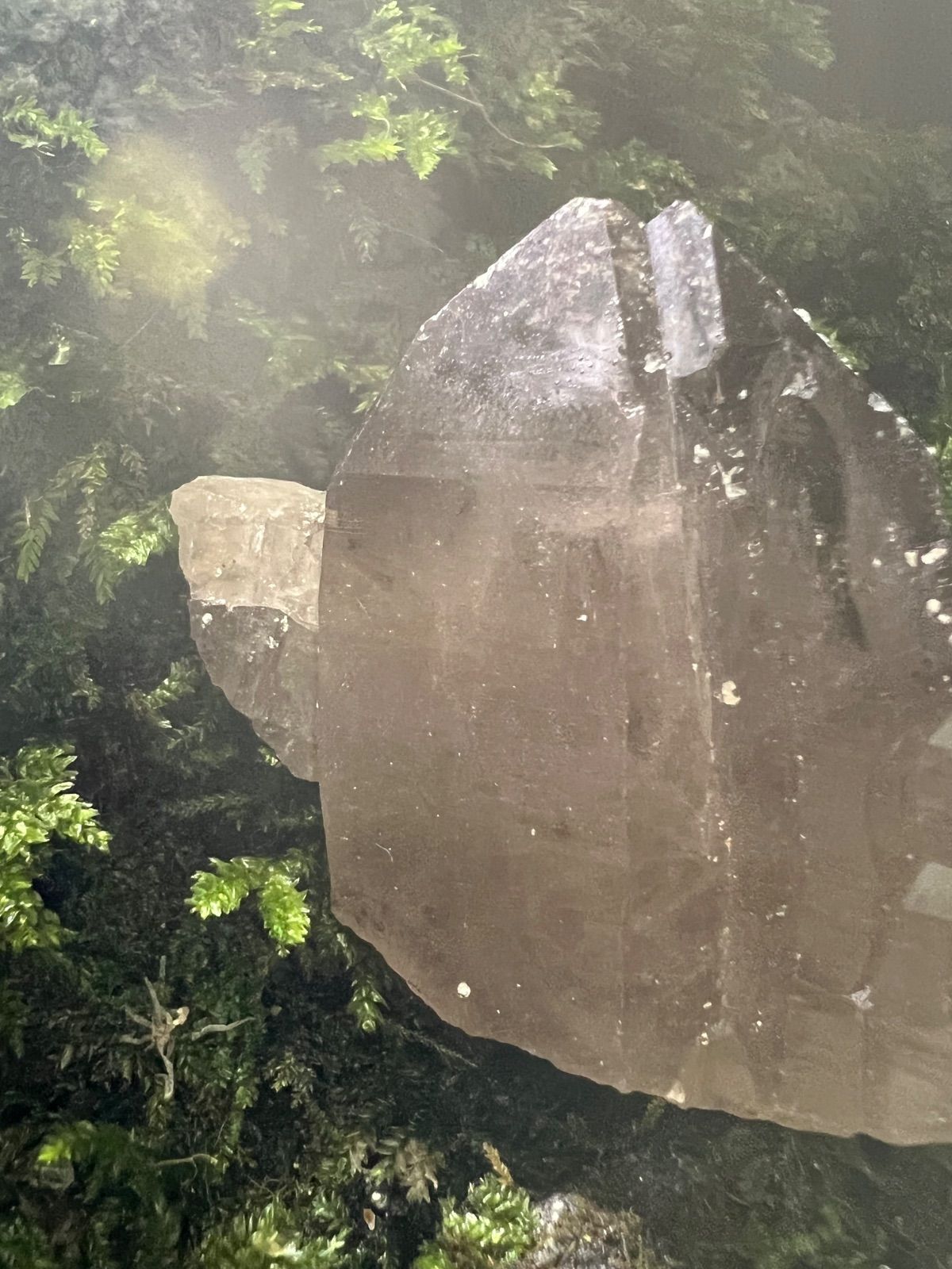 龍脈の精髄 ― 宮崎産煙水晶ツイン 大地と縁を結ぶ祓いの力 保護猫活動支援