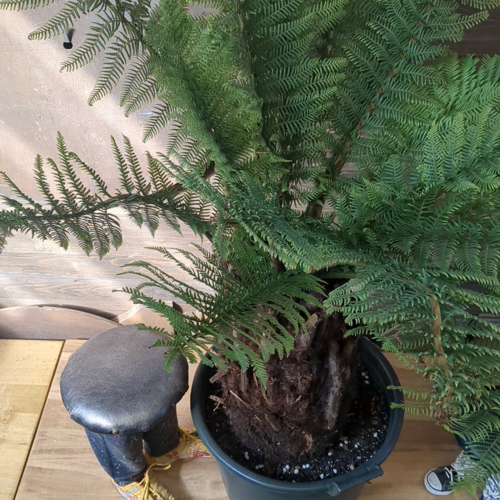 ディクソニア　アンタルクティカ極太【A】 極太 新葉 ディクソニア アンタルクティカ Dicksonia antarctica