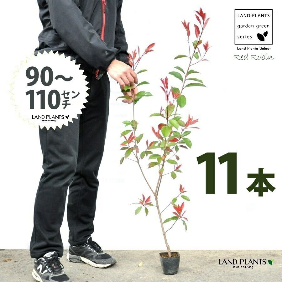 レッドロビン 3.5号 苗木 11本 高さ90～110cm 苗 苗木 苗ポット セイヨウカナメ カナメモチ 生垣