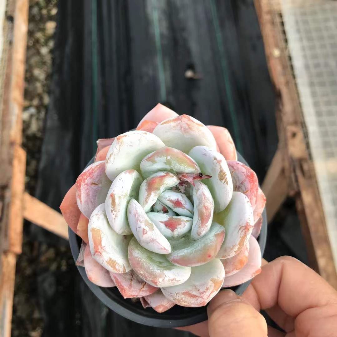 SKL1232×36 ムセツ 抜き苗 多肉植物 アエオニウム エケベリア 韓国苗