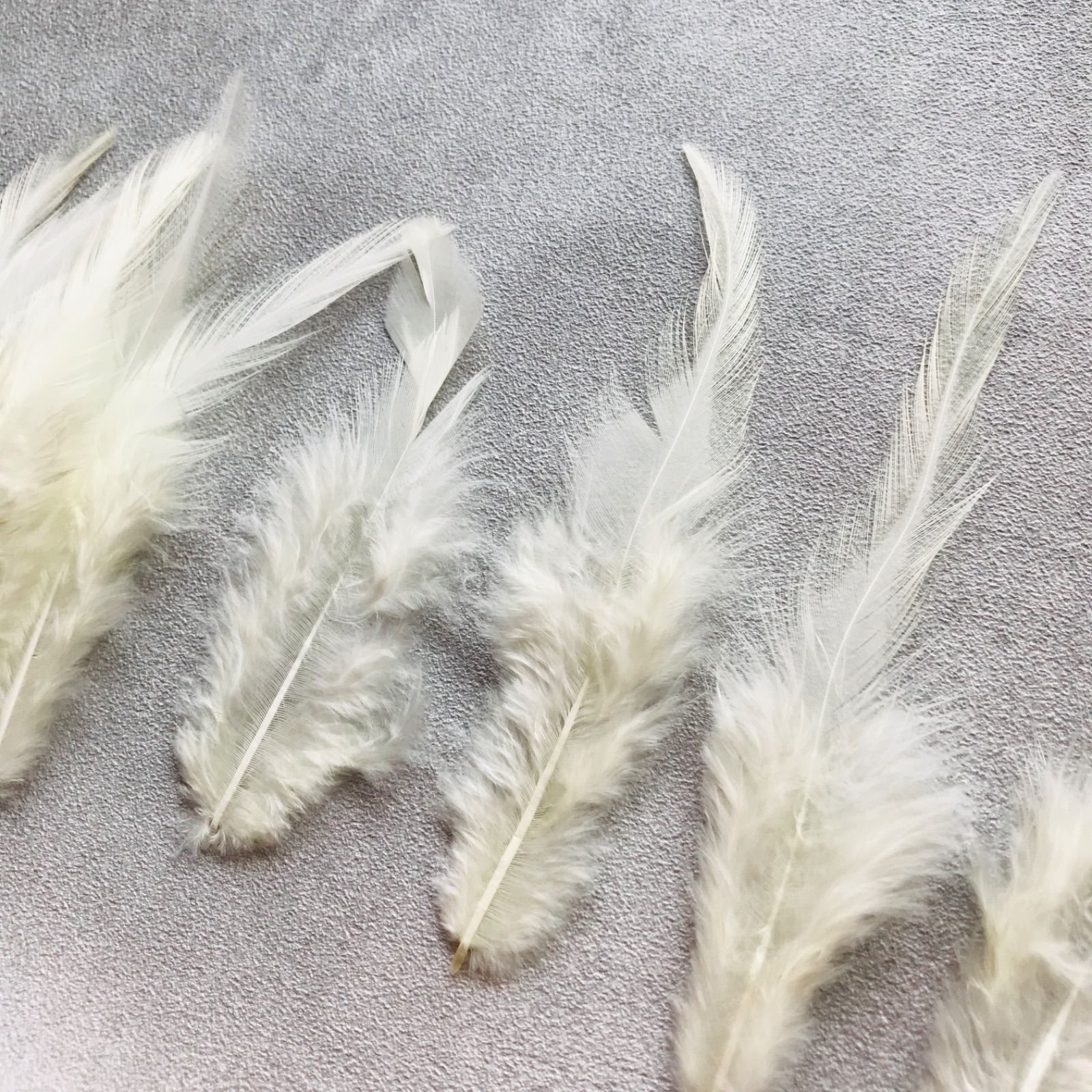鳥の羽根 3種セットF フェザー 恥ずかしく
