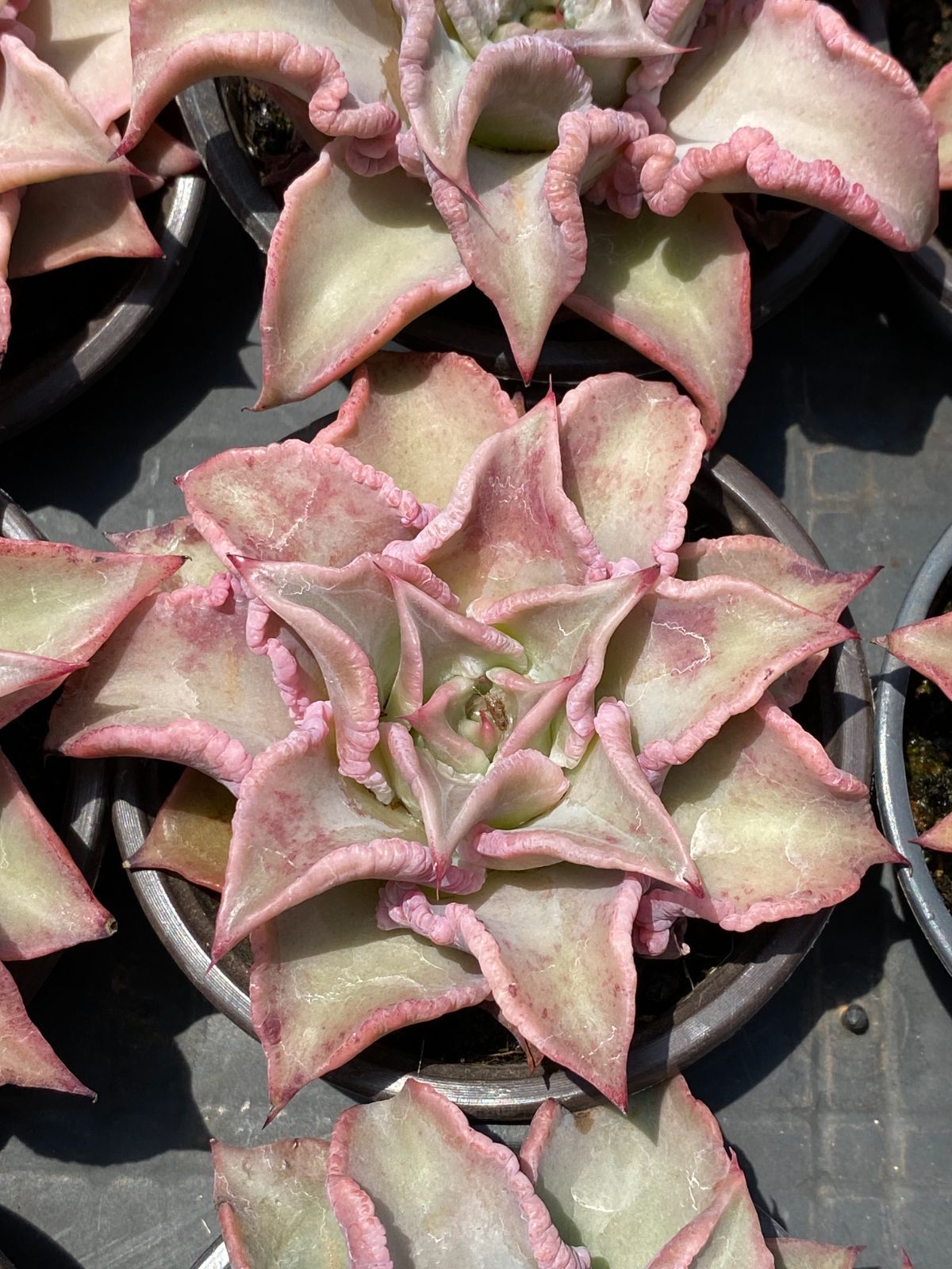 36株の抜き苗セット】赤マディバ 多肉植物 佐川急便発送