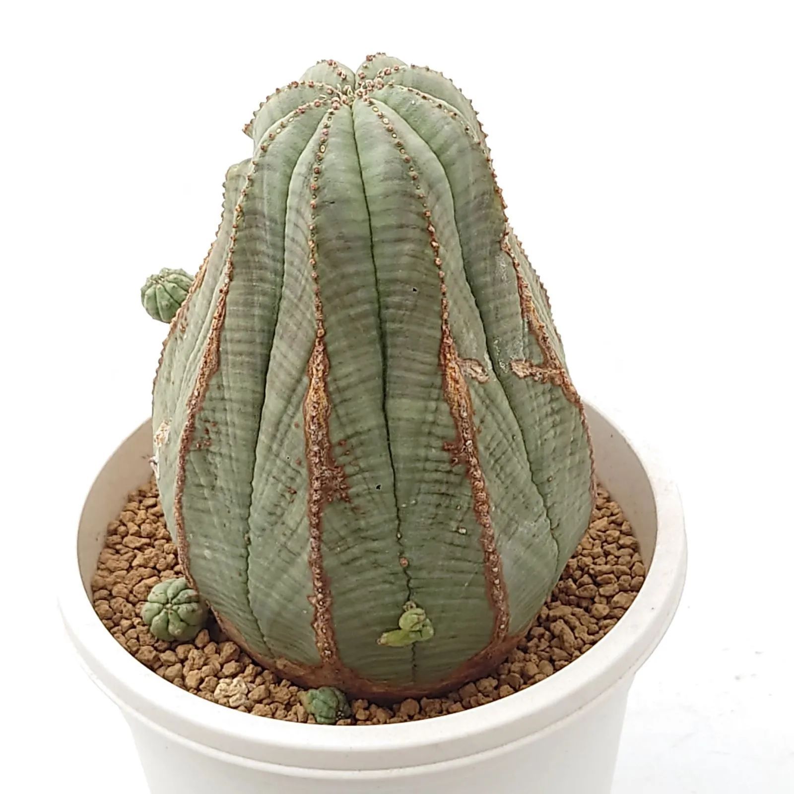 ユーフォルビア オベサ☆多肉植物 Euphorbia Obesa - メルカリ