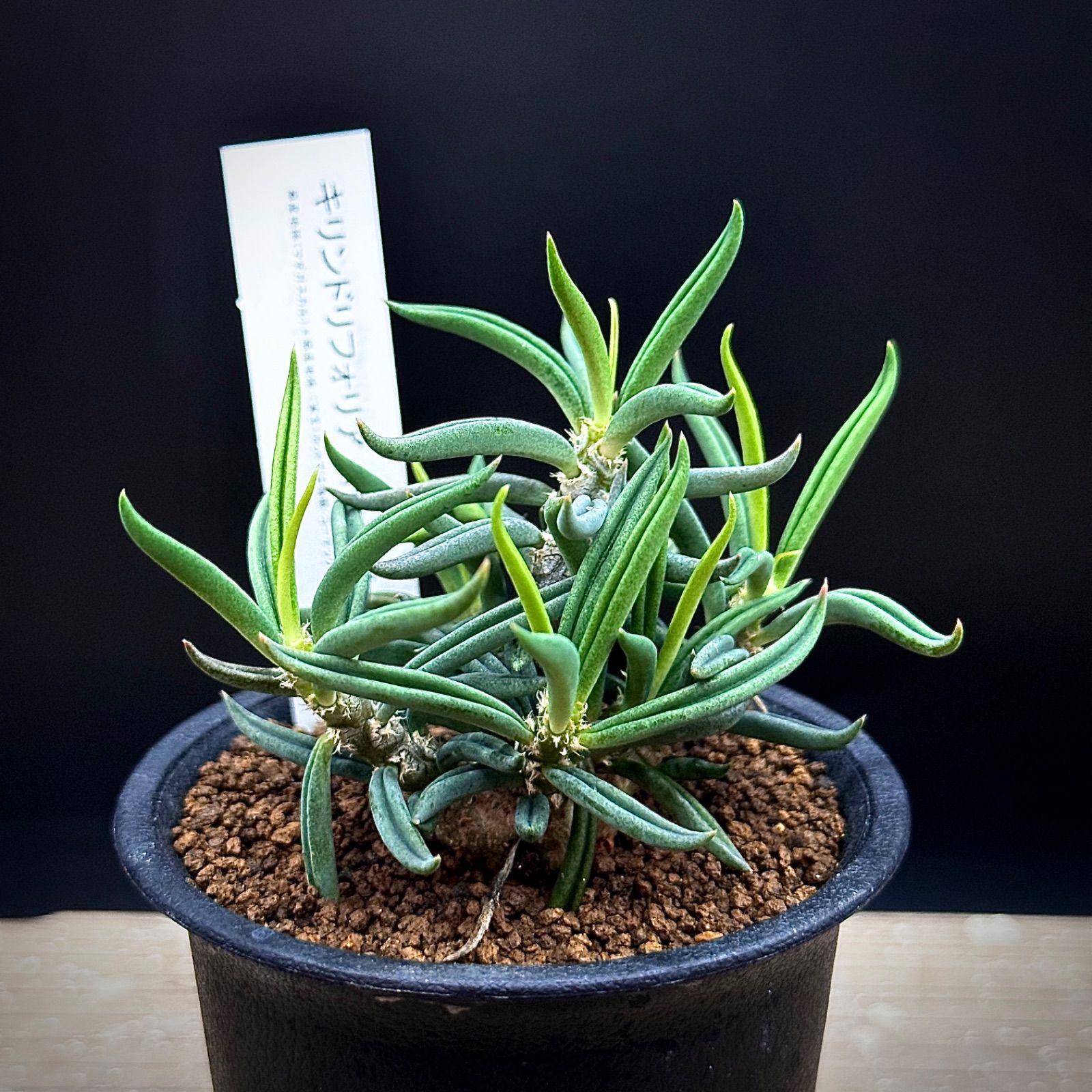 【連休セール】ユーフォルビア キリンドリフォリア ② ユーフォルビア キリンドリフォリア トゥビフェラ 実生 抜き苗で発送 2