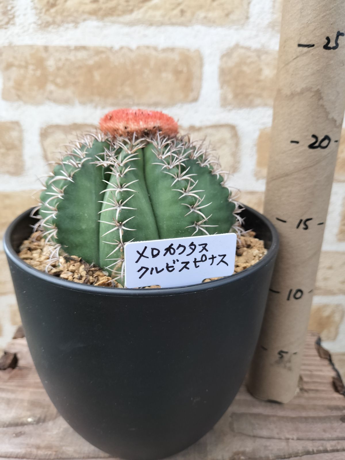 ［特大］メロカクタス クルビスピナス ドライガーデン メロカクタス・クルビスピナス - メルカリ