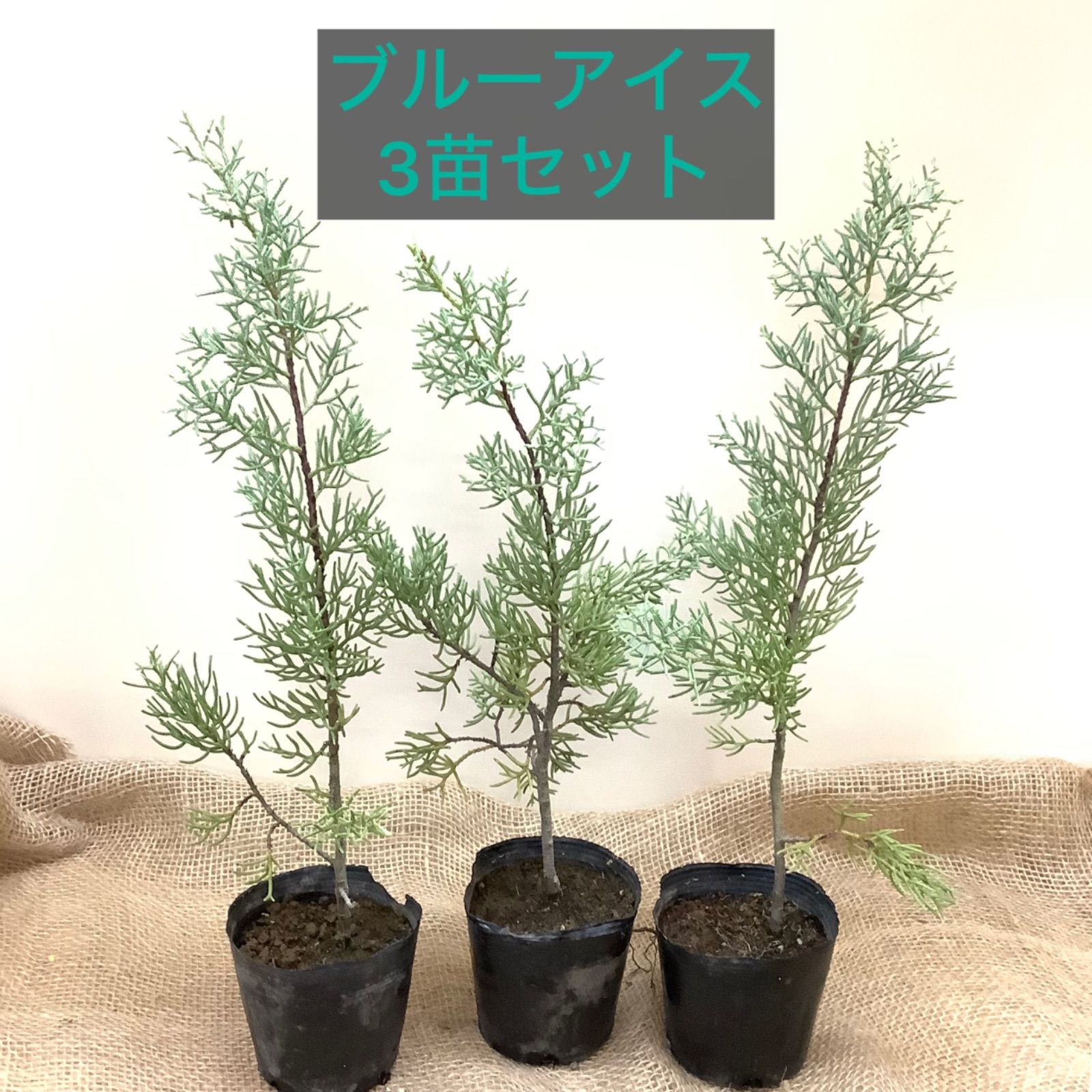 ブルーアイス 苗木 3ポットセット シンボルツリー クリスマスツリー 庭木 地植え 鉢植え 花材 スワッグ リース - メルカリ