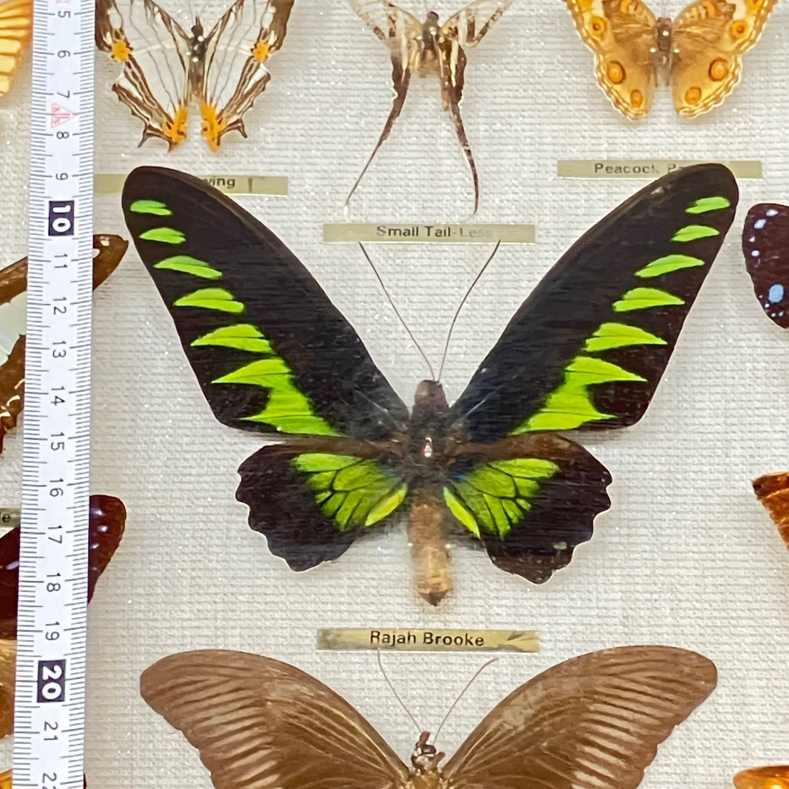 アオタテハモドキ