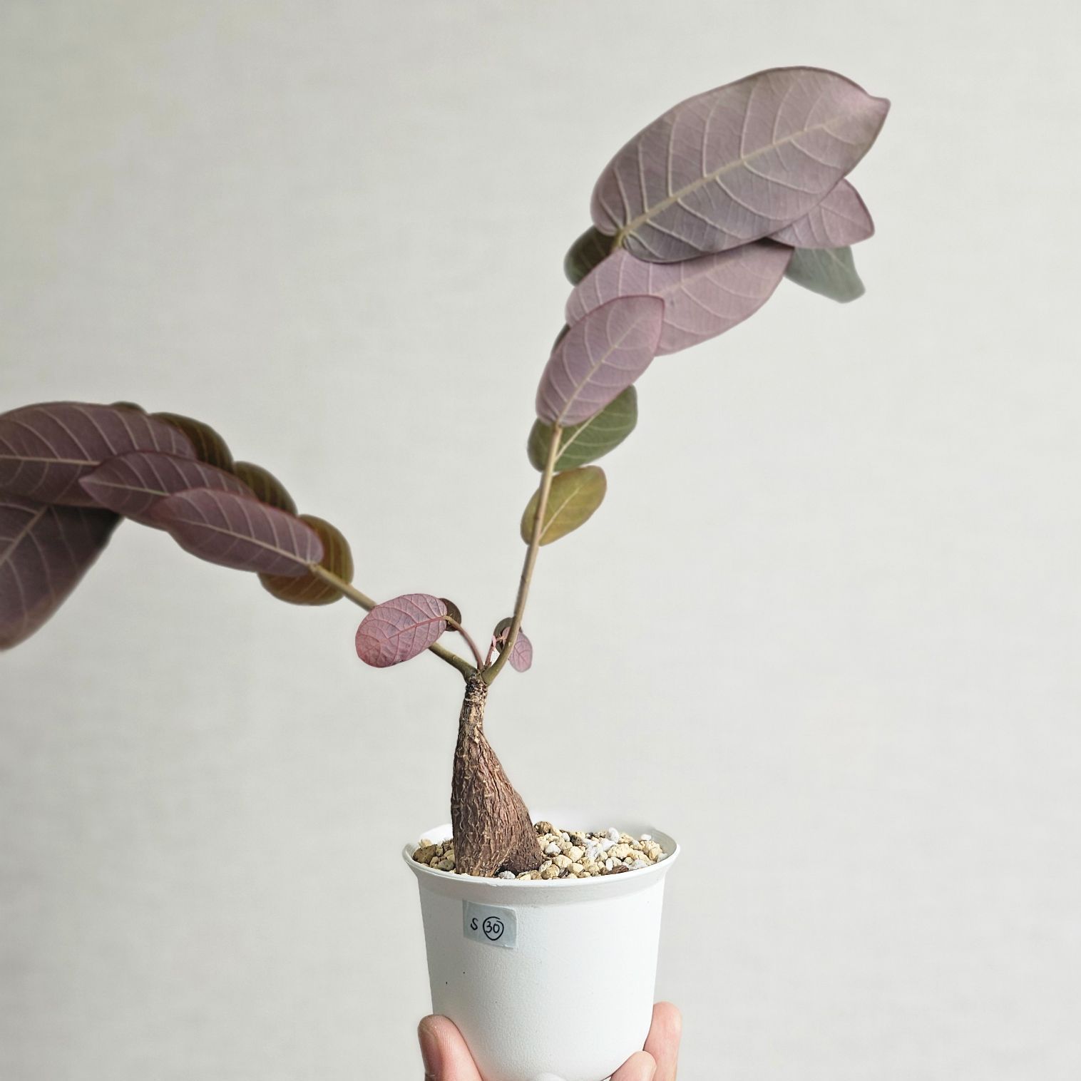 S30〚フィランサス・ミラビリス〛Phyllanthus Mirabilis 塊根植物 コーデックス ポット発送