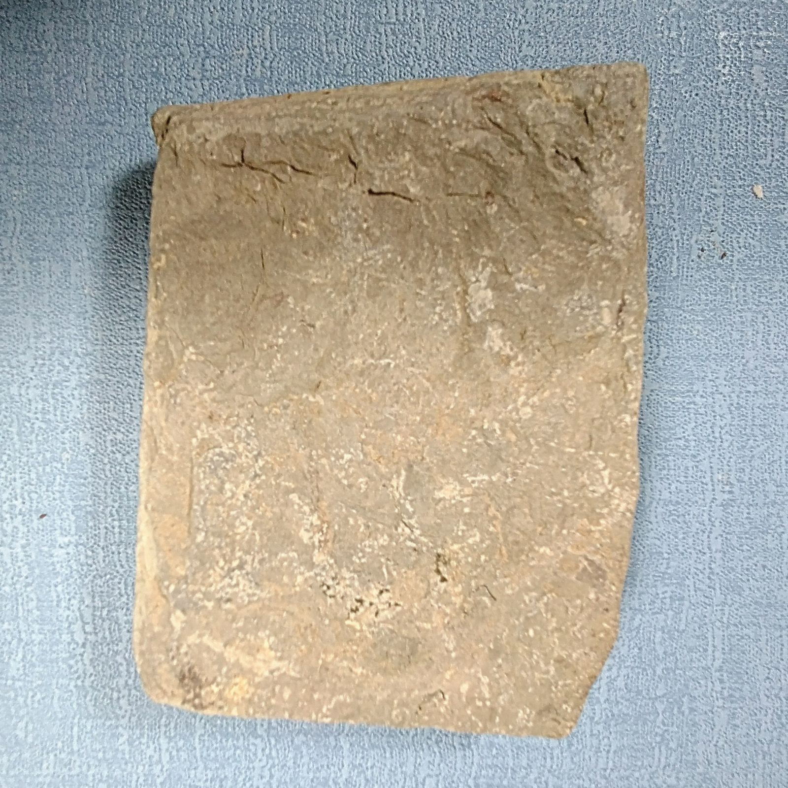 三葉虫化石コロノセファルス(Coronocephalus)・中国：四川省：古生代 