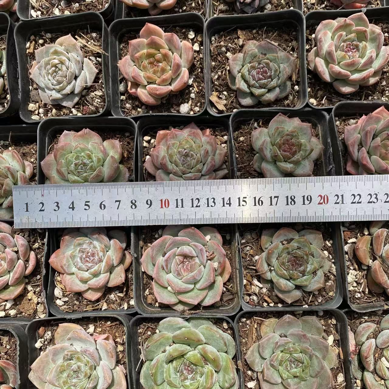 3-韓国苗 多肉植物100株 詰め合わせ 抜き苗出荷 X2-3 70株 10