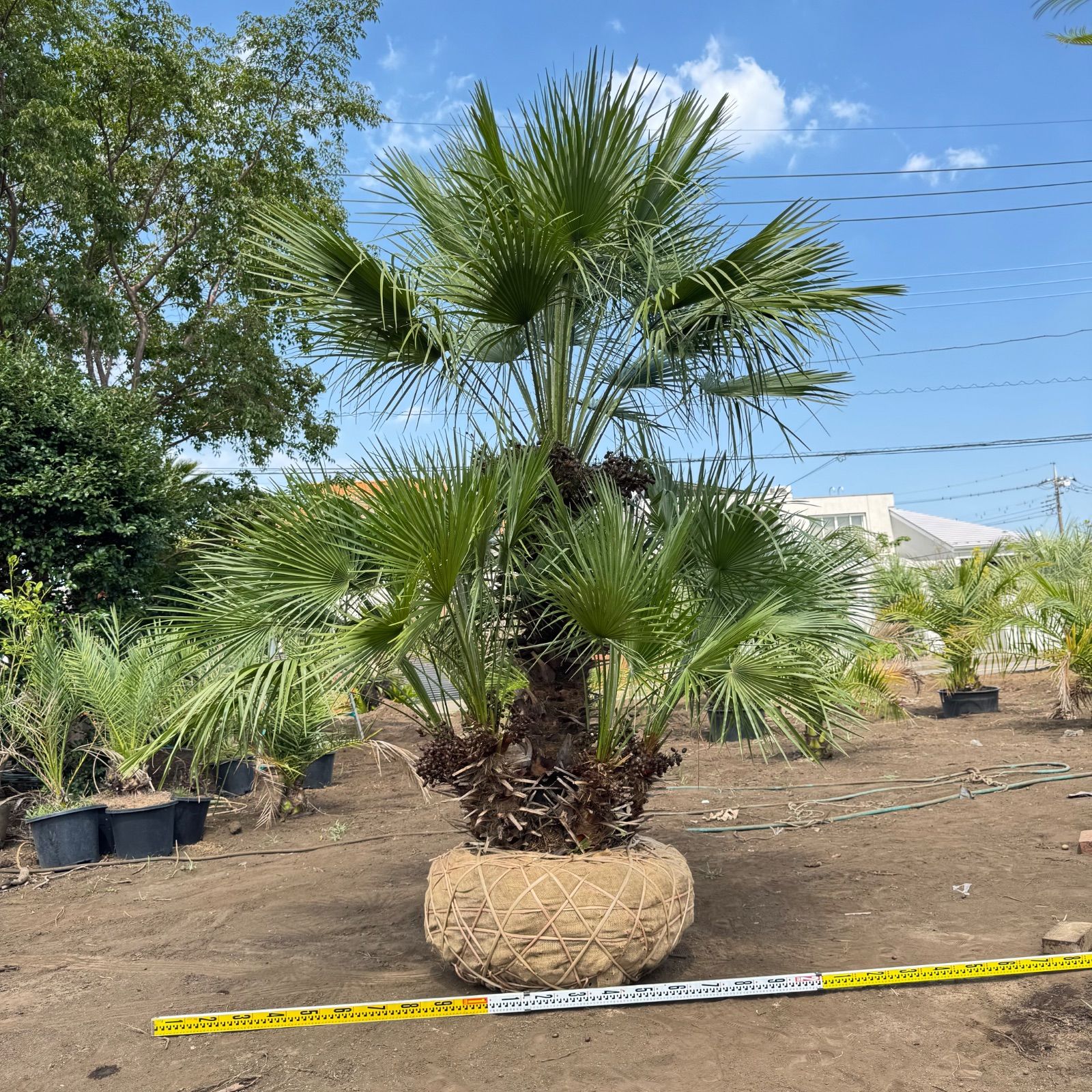 3m】 チャメロプス チャメロップス - メルカリ