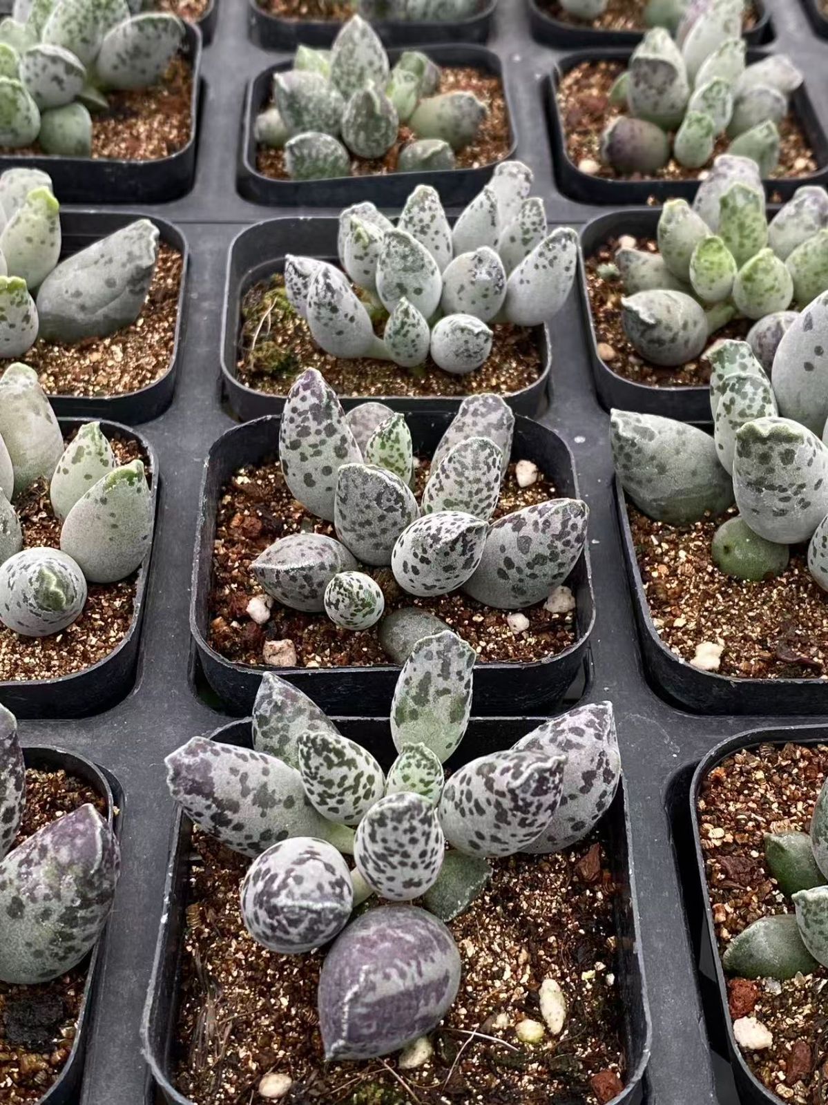 多肉植物 アエオニウム