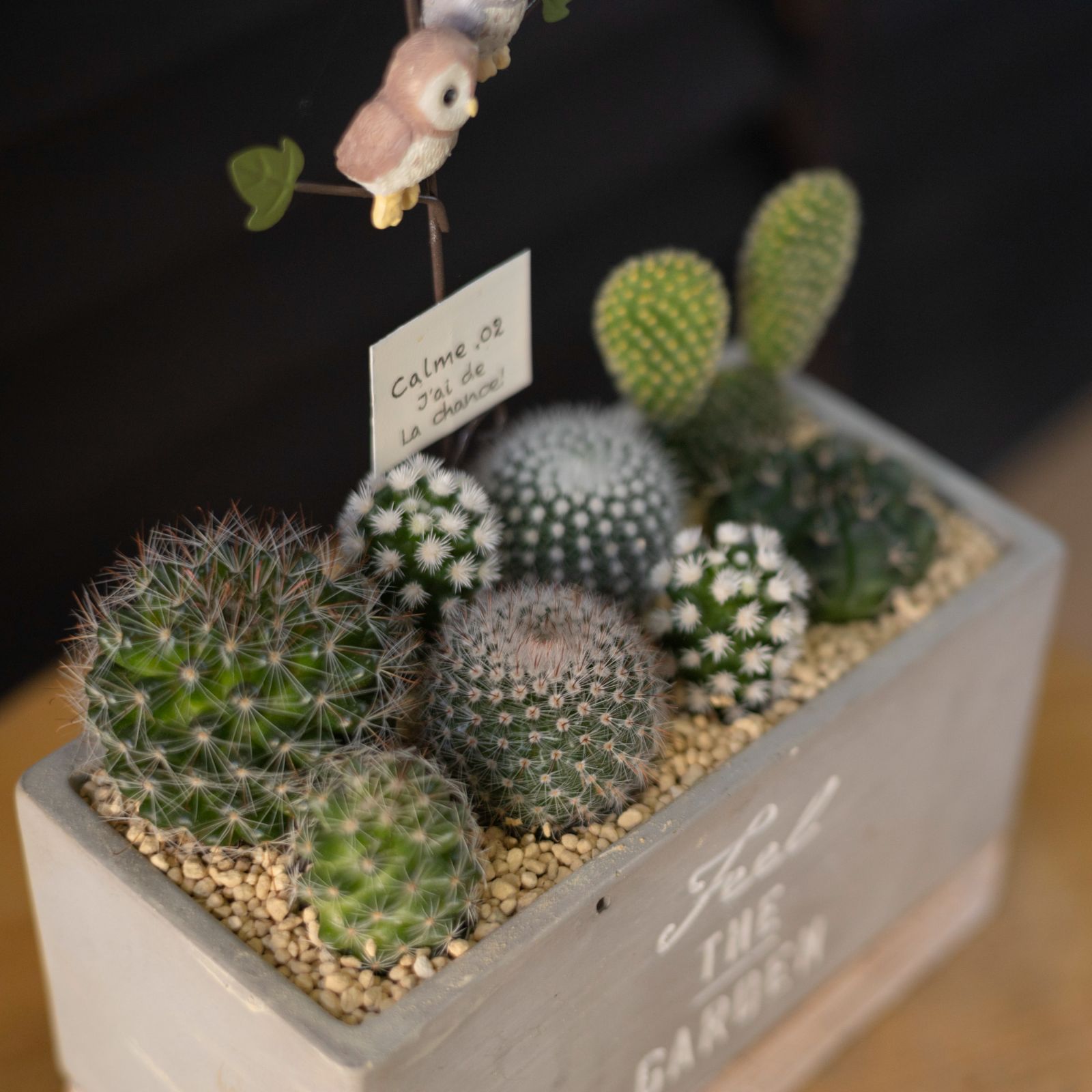 サボテン 寄せ植え 観葉植物 紅小町 月影丸 白子町 陶器鉢 ミニ