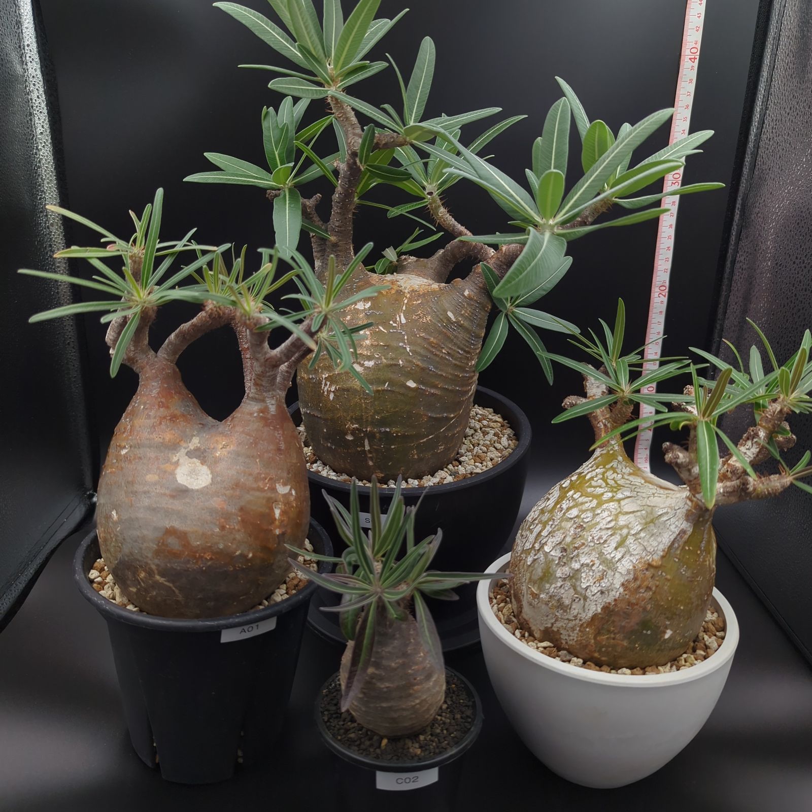 発根済