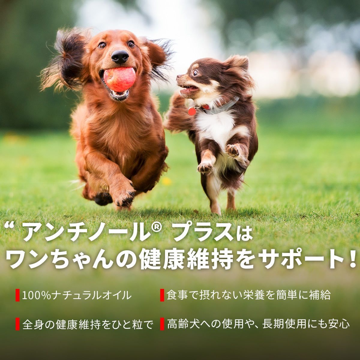 VetZ PetZ アンチノールプラス 60粒 犬 2箱
