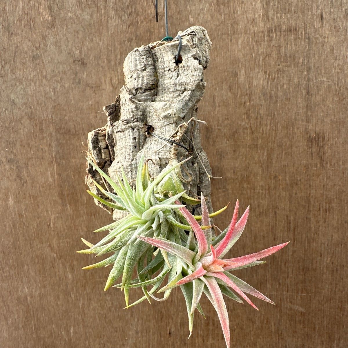 チランジア イオナンタ バンハイニンギー 現品 Tillandsia