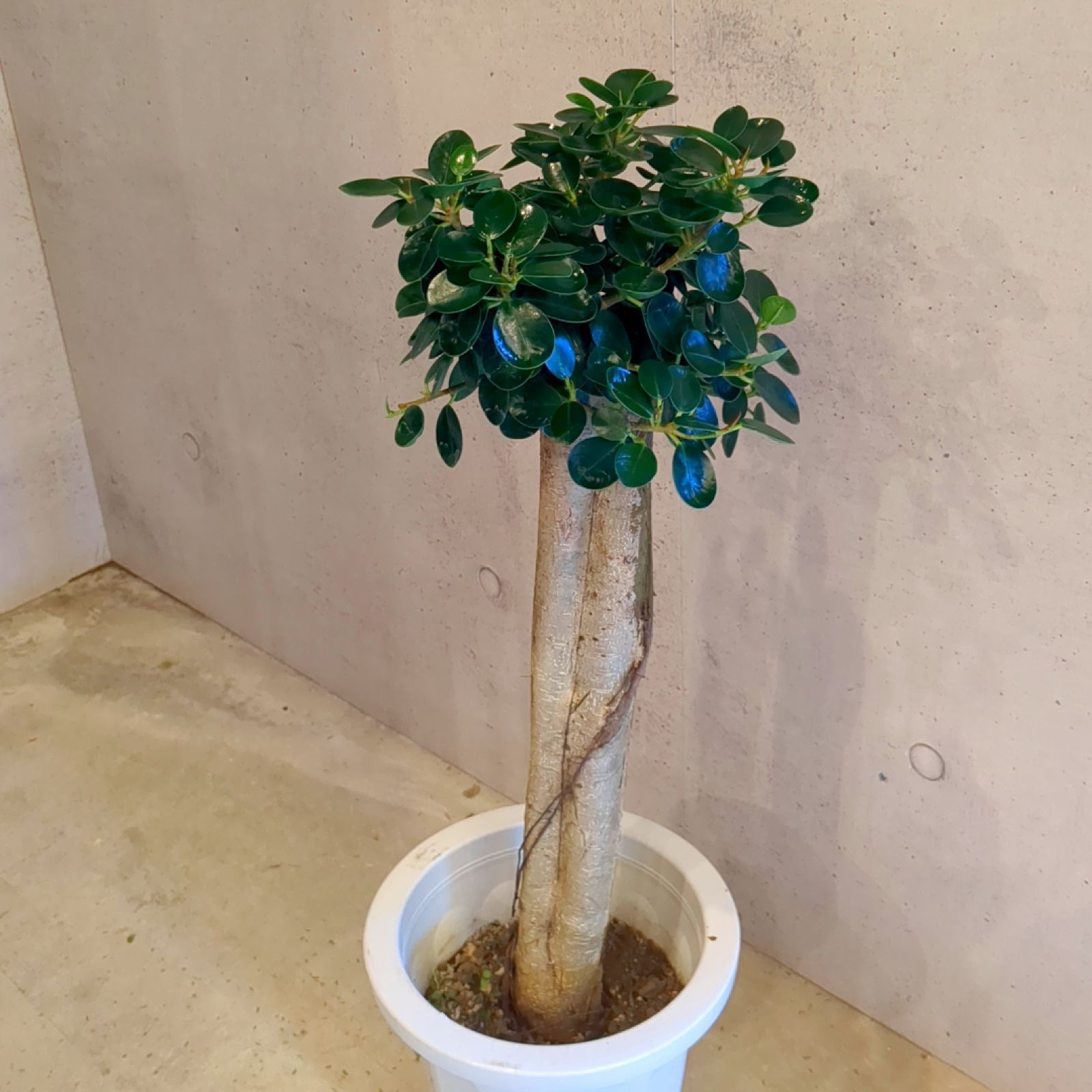 パンダガジュマル 斑入り 白葉 接木 6号サイズ 観葉植物 ガジュマル 4