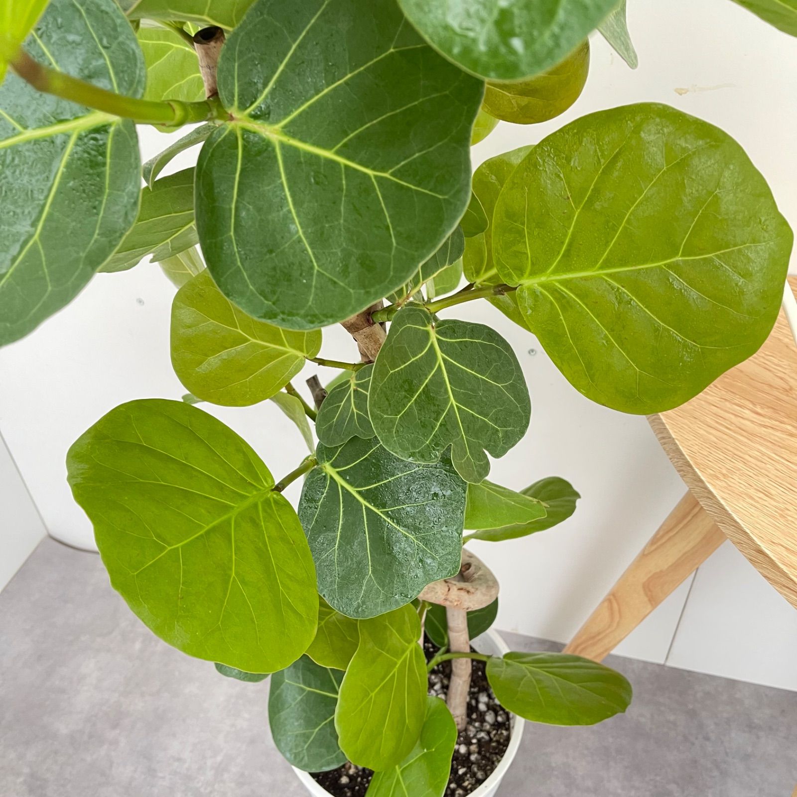 シーグレープ　曲がり　6【現品】観葉植物　大型 シーグレープ 曲がり 6【現品】観葉植物 大型 - メルカリ
