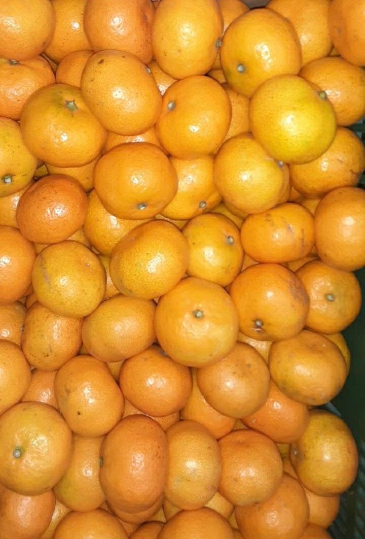 愛媛県産 早生みかん みかん 柑橘 10kg - メルカリ 