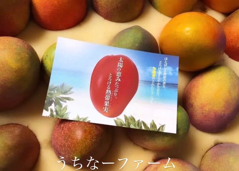沖縄県産 〈完熟マンゴー〉2Kg (箱込み)クール便 送料無料【秀品】沖縄県産 完熟マンゴー2Kg（4〜6玉）化粧