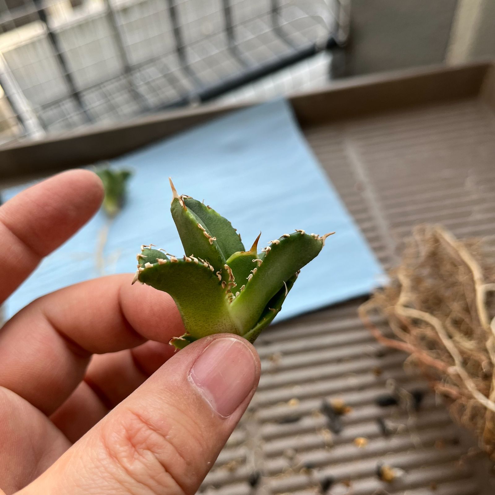 Agave titanota 白豪刺 子株 龍球會 アガベ チタノタ ② - メルカリ