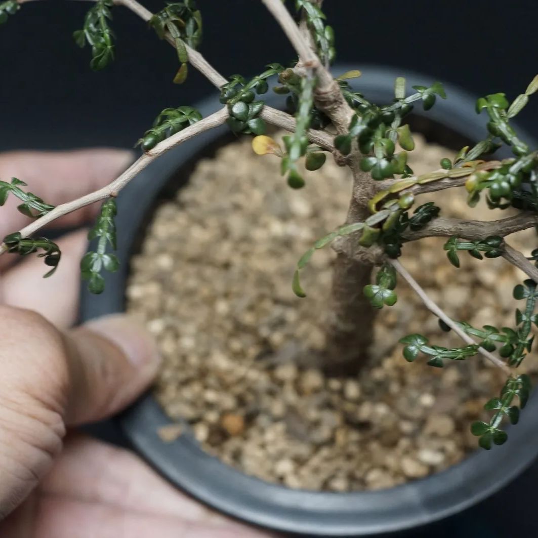 満足 Operculicarya pachypus オペルクリカリア パキプス 管理2388