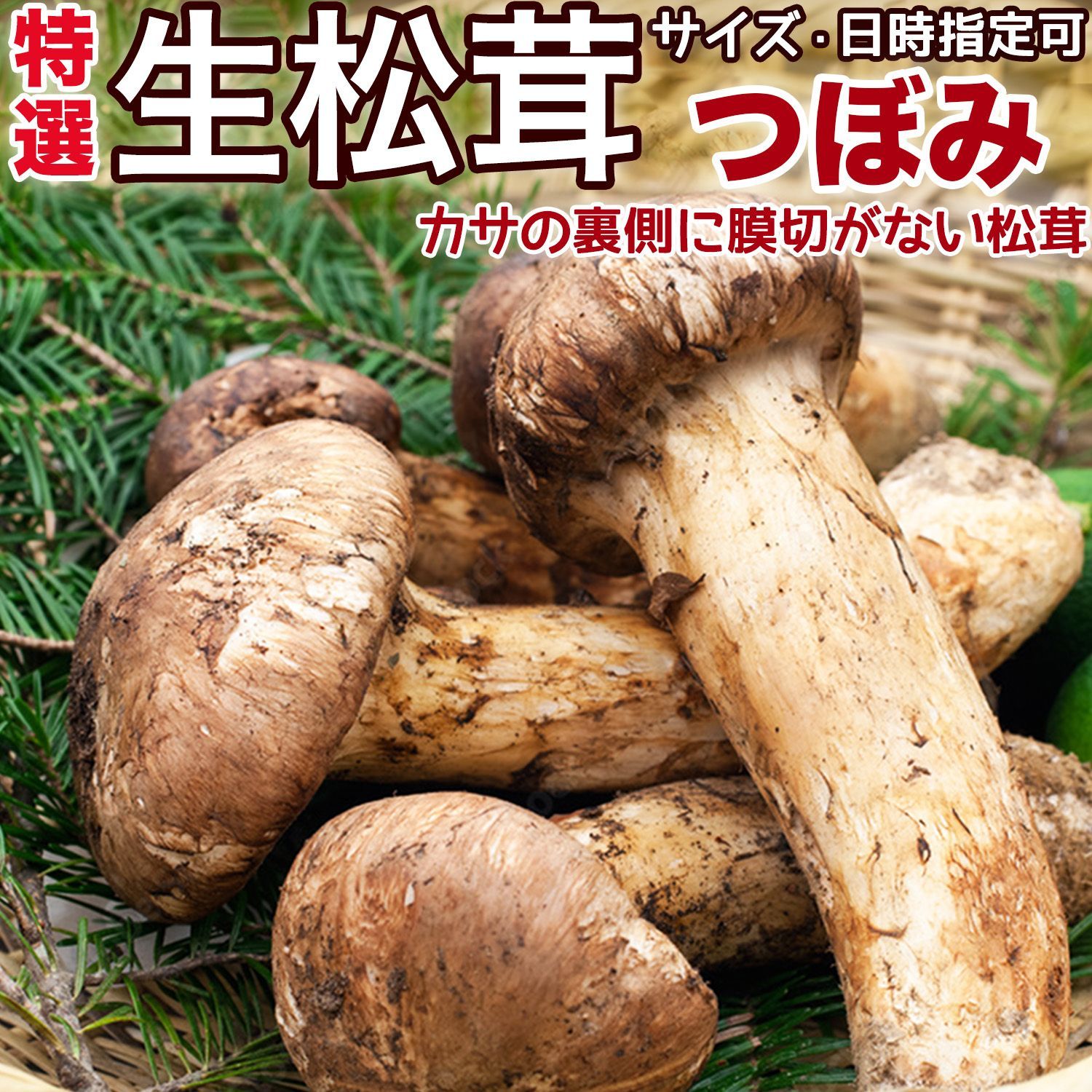 生松茸 つぼみ 約1kg 天然フレッシュマツタケ 空輸 秋の味覚の 生松茸 つぼみ 約1kg 天然フレッシュマツタケ 空輸 秋の味覚の