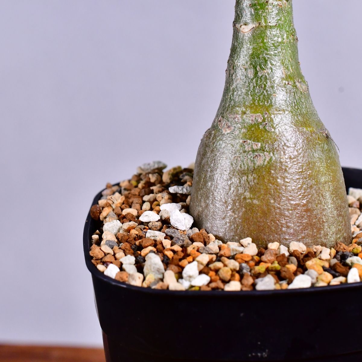 3RA 実生 アデニウム・アラビカム イエメン Adenium arabicum